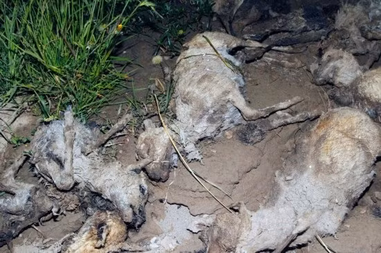 Loài linh dương Przewalski này được chính phủ Trung Quốc liệt vào danh sách động vật hoang dã cần bảo vệ cực kỳ nguy cấp năm 1999.