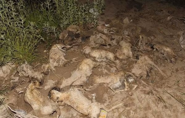 Số phận bi thảm của 17 con linh dương Przewalski non bị chết đuối hàng loạt.