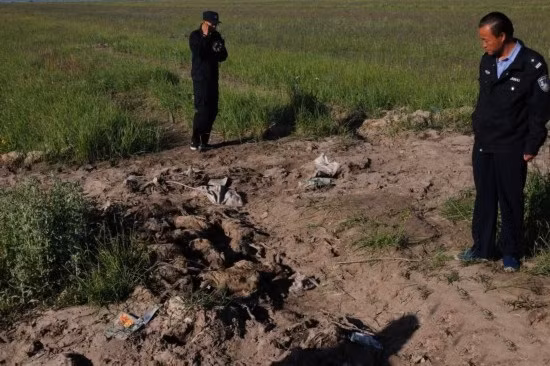 Nguyên nhân 17 con linh dương chết thảm được cho là do những con linh dương non này bị xảy chân và rơi xuống kênh, không thể quay lại bờ nên chết đuối.