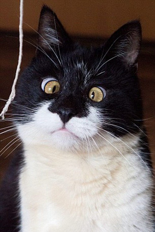 Vì đôi mắt lác có tầm nhìn bị biến dạng mà Ozzy đã bị đi lạc nhiều lần khi lang thang ở ngoài. Lần gần đây nhất là vào tháng trước, khi con trai của ông Ian quên khóa cửa ra vào.