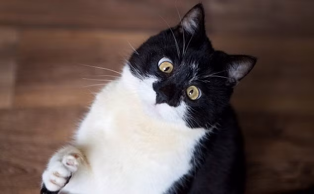  Mèo mắt lác Ozzy hiện đang sống một cuộc sống rất vui vẻ, hạnh phúc với chủ sở hữu của mình là Ian và Evelyn McDougall ở Perth, Scotland.