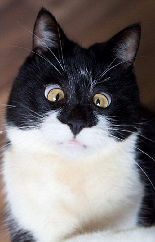 Chủ sở hữu của chú mèo này nói rằng đôi mắt của Ozzy trông giống như của con báo Bagheera, một nhân vật hoạt hình trong bộ phim "Câu chuyện rừng xanh" lúc bị con trăn Kaa thôi miên.