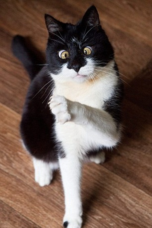 Rất may là cuối cùng Ozzy đã được các nhân viên của một cửa hàng xe hơi Arnold Clark gần đó phát hiện và liên lạc với tổ chức phòng chống ngược đãi thú vật (SPCA) của Scotland để tìm lại chủ nhân.