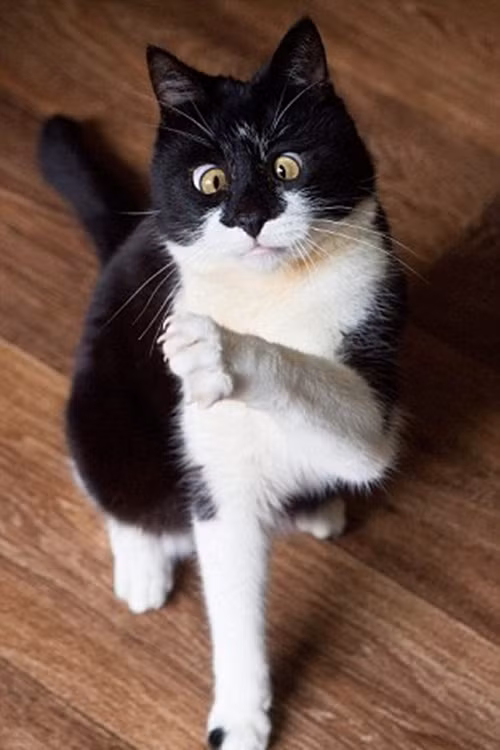 Rất may là cuối cùng Ozzy đã được các nhân viên của một cửa hàng xe hơi Arnold Clark gần đó phát hiện và liên lạc với tổ chức phòng chống ngược đãi thú vật (SPCA) của Scotland để tìm lại chủ nhân.