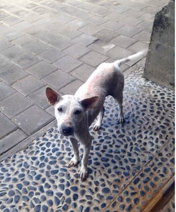 Sau những tháng ngày được chăm sóc, yêu thương, Kelsey cũng bắt đầu mọc lại lông.