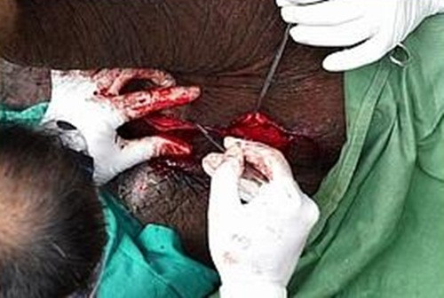 Khi kiểm tra kỹ, người ta mới phát hiện nó là một con voi đực.