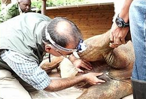 Các chuyên gia xem xét lại giới tính của Alamaya.