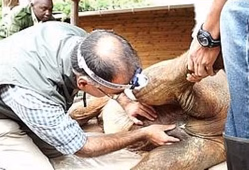 Các chuyên gia xem xét lại giới tính của Alamaya.