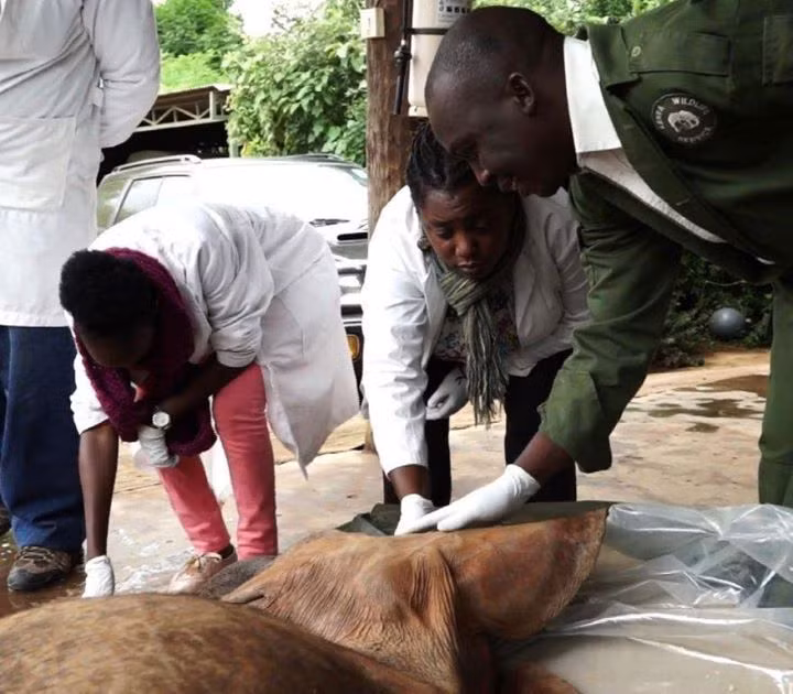 Tuy nhiên, sau khi Alamaya phục hồi, đội cứu hộ đã cực kỳ ngạc nhiên trước những hành vi của "cô" voi này.