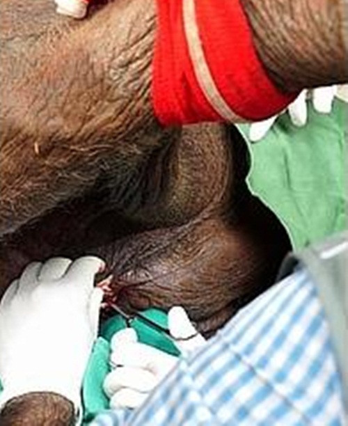 Con voi được các bác sĩ và nhân viên cứu hộ hỗ trợ điều trị vết thương.