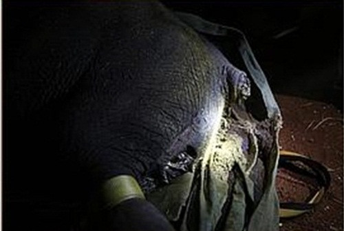 The David Sheldrick Wildlife Trust (DSWT), một tổ chức cứu hộ động vật đã giải cứu con voi đực Alamaya khỏi một cuộc tấn công mà Alamaya suýt chút phải bỏ mạng.