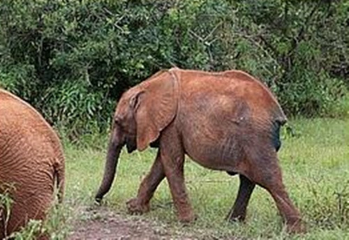 Ngay sau khi hồi phục, con vật sẽ được trả về tự nhiên.