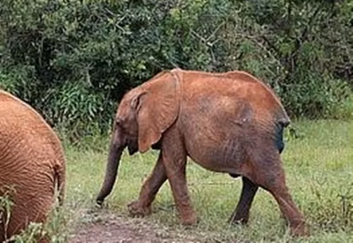 Ngay sau khi hồi phục, con vật sẽ được trả về tự nhiên.