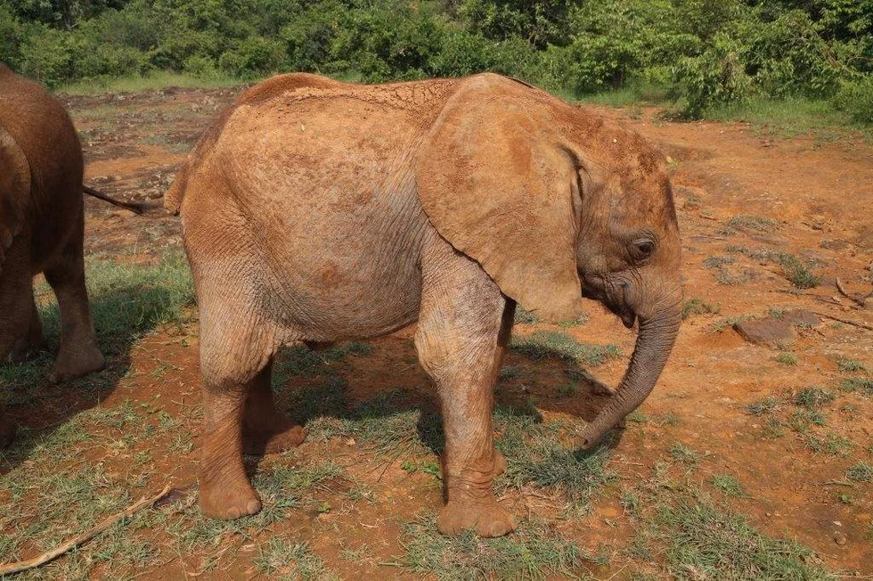 Sau nhiều tuần điều trị, con voi Alamaya đã bình phục và dần khỏe mạnh trở lại. Qua hình dáng, ai cũng nghĩ nó là một con voi cái.