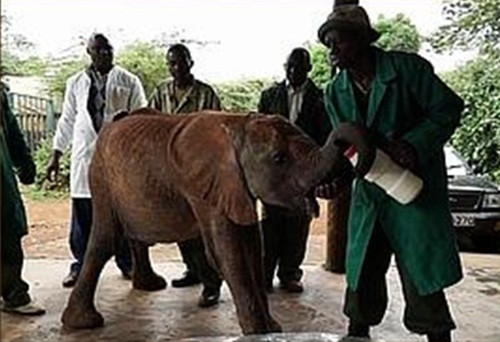 Đội cứu hộ và các y bác sĩ đã xem xét lại giới tính của con voi khi họ tiến hành theo dõi phẫu thuật chấn thương cho voi trẻ. Những gì họ nhìn thấy khiến họ nhận ra rằng tất cả đều đã sai, Alamaya là một chàng voi đực.