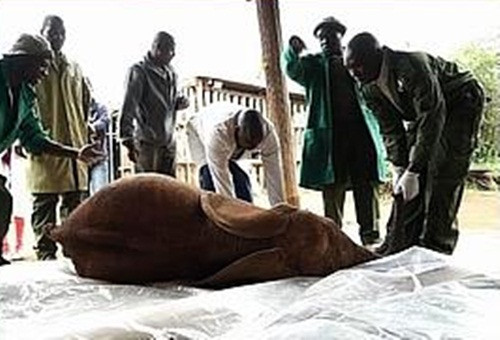 Tuy nhiên, thật đáng buồn là vì chấn thương, con voi không bao giờ có thể giao phối được nữa.