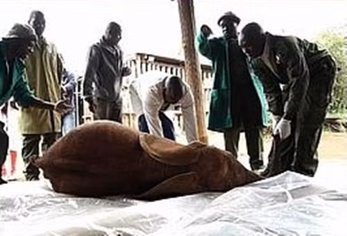 Tuy nhiên, thật đáng buồn là vì chấn thương, con voi không bao giờ có thể giao phối được nữa.