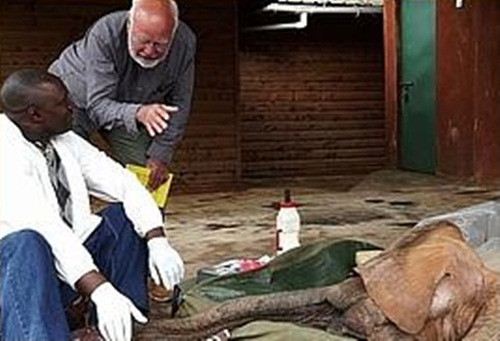 Nhưng theo hướng tích cực thì Alamaya đang có sự hồi phục đáng kinh ngạc, đội ngũ cứu hộ mong đợi Alamaya yên lành phát triển thành một con voi khỏe mạnh có thể được thả vào tự nhiên.