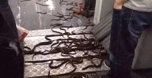 Rùng mình lươn bò lúc nhúc trên tàu điện ngầm Rung minh luon bo luc nhuc tren tau dien ngam