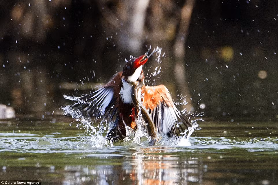 Con chim bị con rắn nước dìm xuống dòng sông một lần nữa.