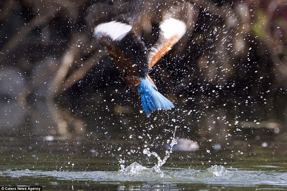 Nó nhanh chóng bay đi, chạy trốn vào một bụi cây gần đó và trong vòng hai tiếng sau đó nó dường như vẫn chưa hoàn hồn, chưa phục hồi sau trận chiến sống còn với rắn nước. Đây thực sự là một bài học nhớ đời của con chim bói cá háu ăn.