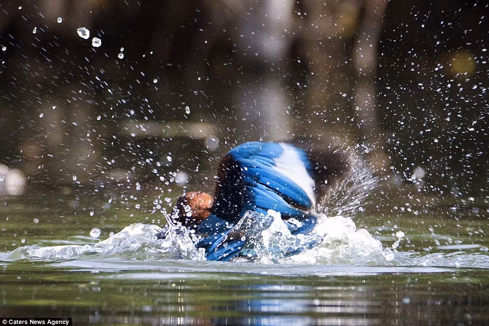 Cuộc chiến sống còn giữa chim bói cá và rắn nước diễn ra trong gần một phút.