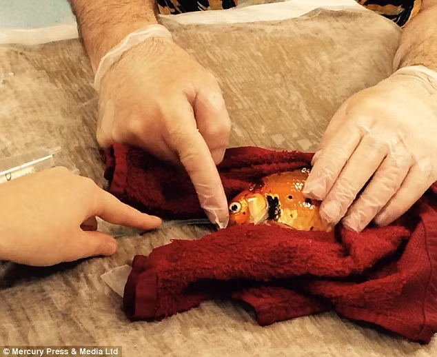 Vì quá yêu quý con cá cưng của mình, Emma Murphy, một chủ sở hữu người Anh đầy tình thương yêu động vật đã quyết định chi 400 bảng (khoảng hơn 13 triệu đồng) để thực hiện ca phẫu thuật khối u cho cá vàng trong khi con cá chỉ trị giá 2 bảng (khoảng 70 ngàn đồng).