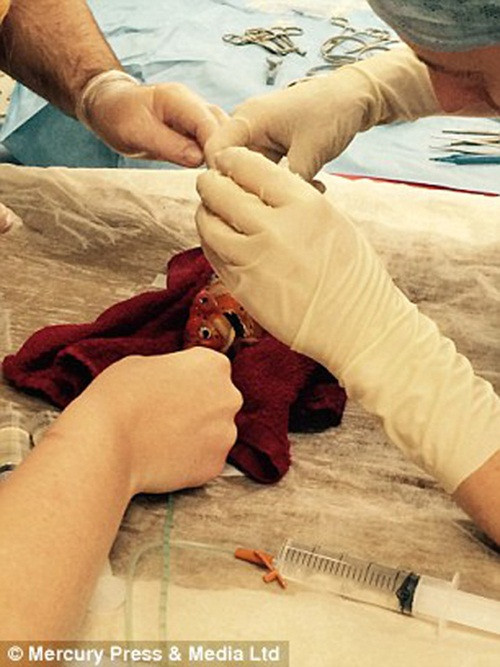 Con cá vàng của Emma năm nay 2 tuổi, dài 9cm, được các bác sĩ thông báo đã bị một khối u hình thành trên đầu và nếu không được cắt bỏ, con cá sẽ chết.