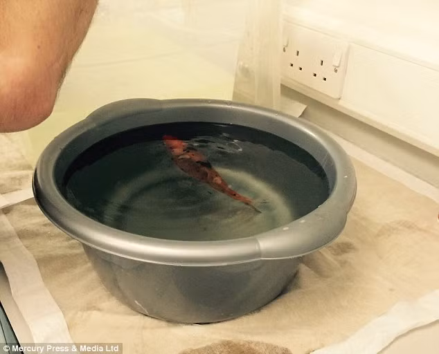 Con cá vàng hai tuổi đang được gây mê để tiến hành phẫu thuật.