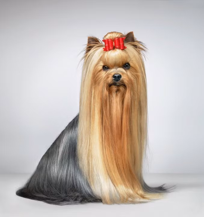 Có khi Tim chụp chân dung nhưng cũng có lúc nhiếp ảnh gia này lại chỉ nhấn vào những nét đẹp rất riêng, rất đặc trưng của động vật đó khiến nó trở nên ấn tượng.