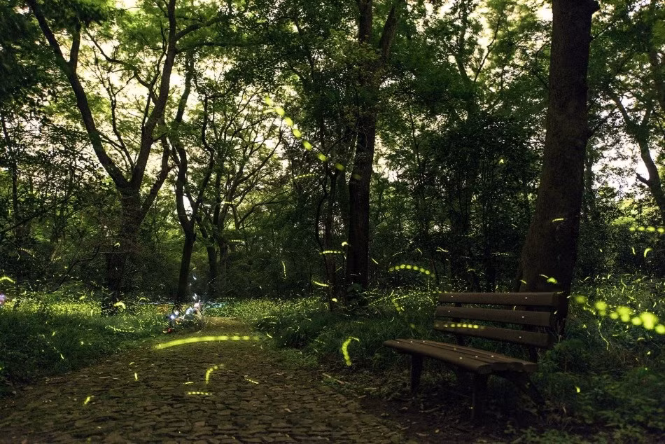 Các chuyên gia cũng nói thêm rằng vì loài đom đóm rất nhạy cảm với ánh sáng, nhiệt độ, độ rung của môi trường xung quanh nên để chiêm ngưỡng được cảnh tượng này một cách hoàn hảo nhất, bạn không nên ồn ào, tắt mọi loại thiết bị âm thanh, ánh sáng khi tới đây.