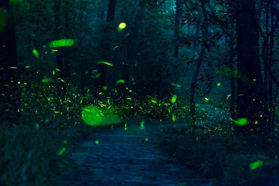 Xem thêm một số hình ảnh tuyệt đẹp khác: