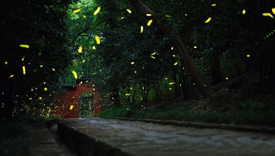 Giống như một bầu trời đầy những ngôi sao nhấp nháy, những con đom đóm biến khung cảnh nơi đây phút chốc trở thành chốn bồng lai tiên cảnh.