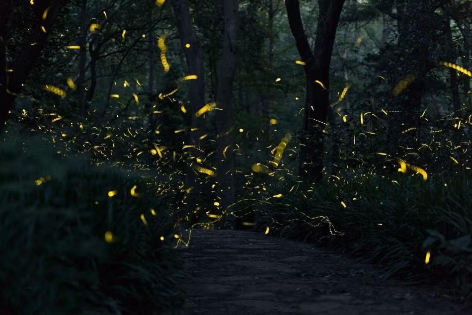 Vì thời gian diễn ra hiện tượng này không lâu, chỉ kéo dài trong khoảng một tháng nên các chuyên gia khuyên rằng, nếu có điều kiện, hãy tới nơi đây để chứng kiến một trong những hiện tượng tự nhiên kỳ thú này.