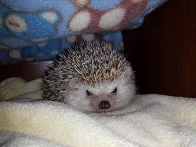 Đừng có nghĩ tôi bé, tôi có gai đấy, sợ chưa?