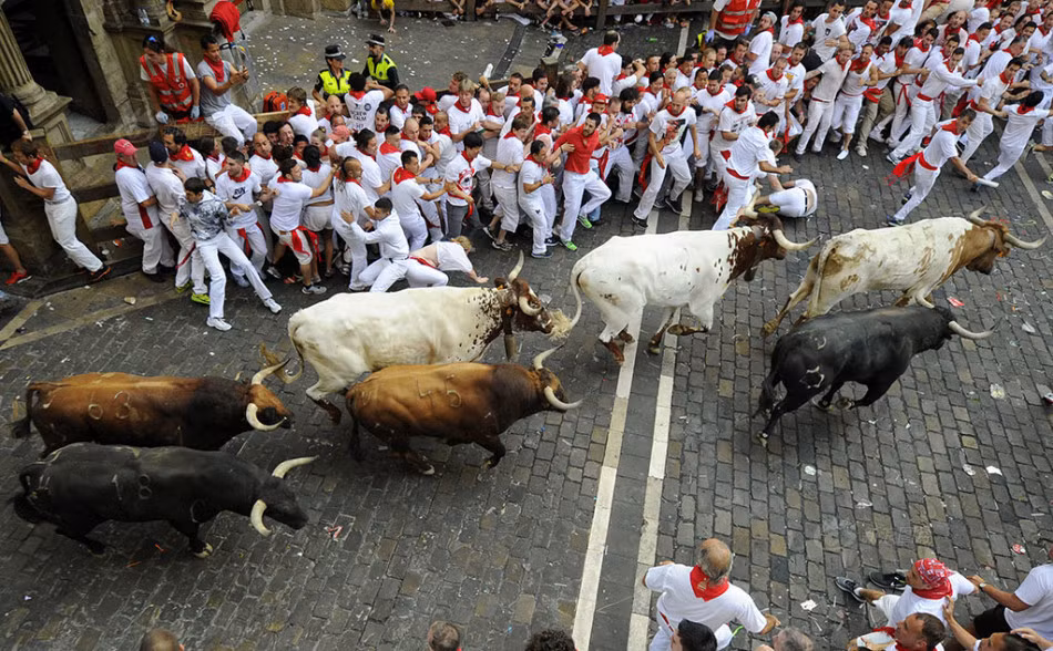 Để thêm phần kích thích, tất cả những người tham dự đều phải đeo một chiếc khăn quàng màu đỏ để khiến đàn bò tót hung hãn hơn.