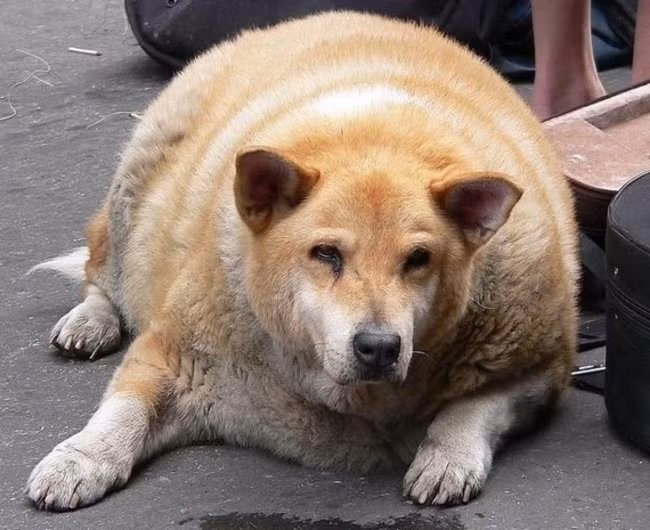 "Tôi nhớ dáng vẻ uyển chuyển trước đây của tôi, một thời đã xa!".