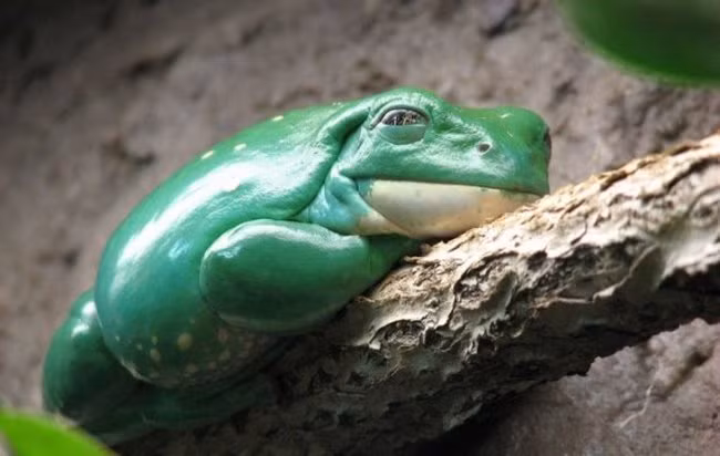 "Tôi đang cực kỳ mệt mỏi!".