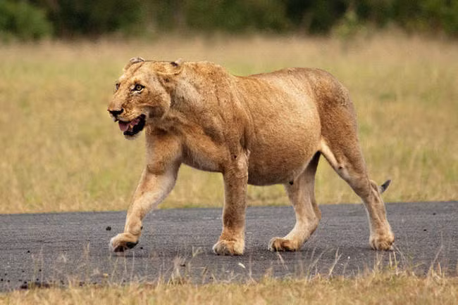 "Bí quyết để mang thai mà vẫn thon gọn chính là đi bộ buổi sáng các mẹ ạ".