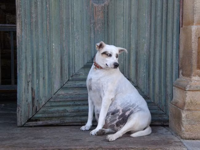 "Đừng nhìn tôi, tôi thấy xấu hổ về bộ dạng cồng kềnh của mình".