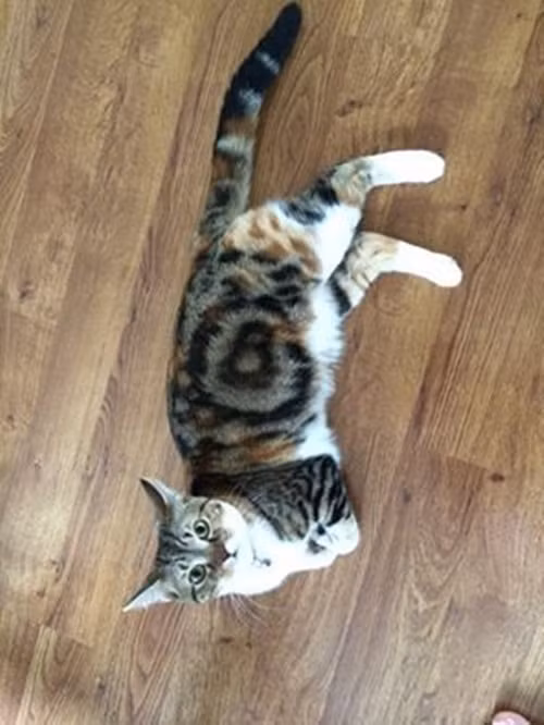 Như một chú mèo được gửi từ hành tinh khác đến và mang một mật mã đặc biệt, bộ lông của chú mèo này là ký hiệu của một chữ B được bao tròn rất kỳ lạ.