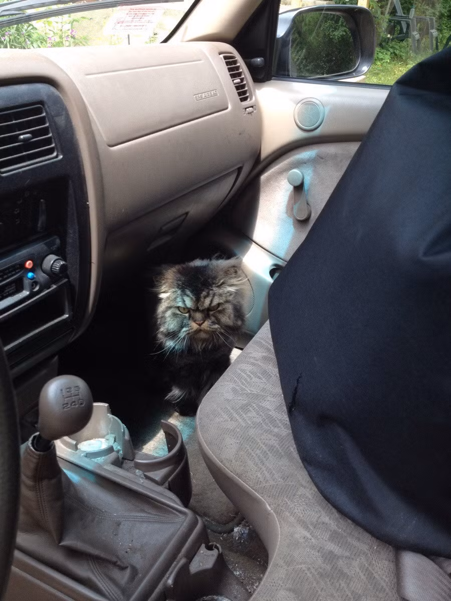 Chú mèo này có khuôn mặt cáu kỉnh vĩnh viễn dù bất cứ nơi đâu, bất cứ khi nào nhưng lại luôn khiến cho chủ nhân của mình vui vẻ.