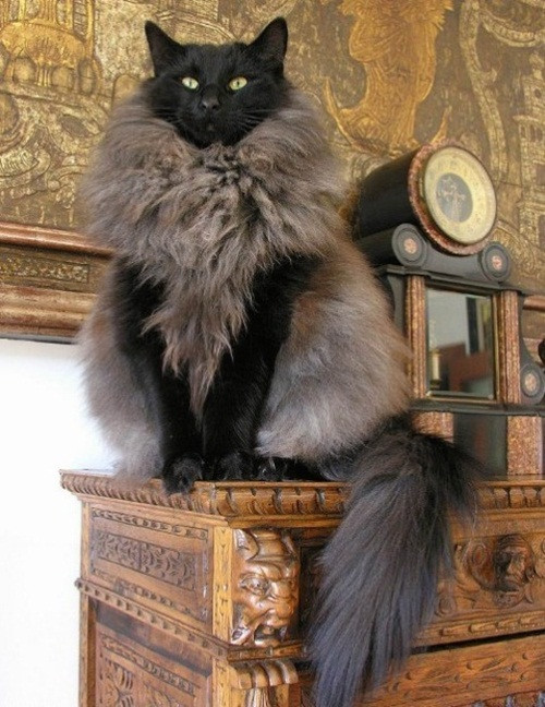 Sở hữu bộ lông kỳ cục, xù đúng chỗ cần xù. Chú mèo này trông sang chảnh như một con mèo quý tộc thượng đẳng.