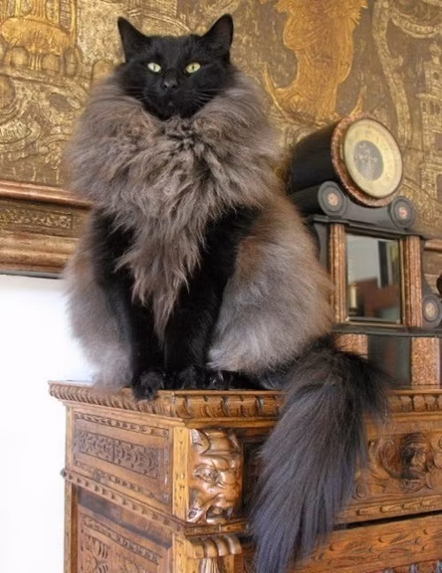 Sở hữu bộ lông kỳ cục, xù đúng chỗ cần xù. Chú mèo này trông sang chảnh như một con mèo quý tộc thượng đẳng.