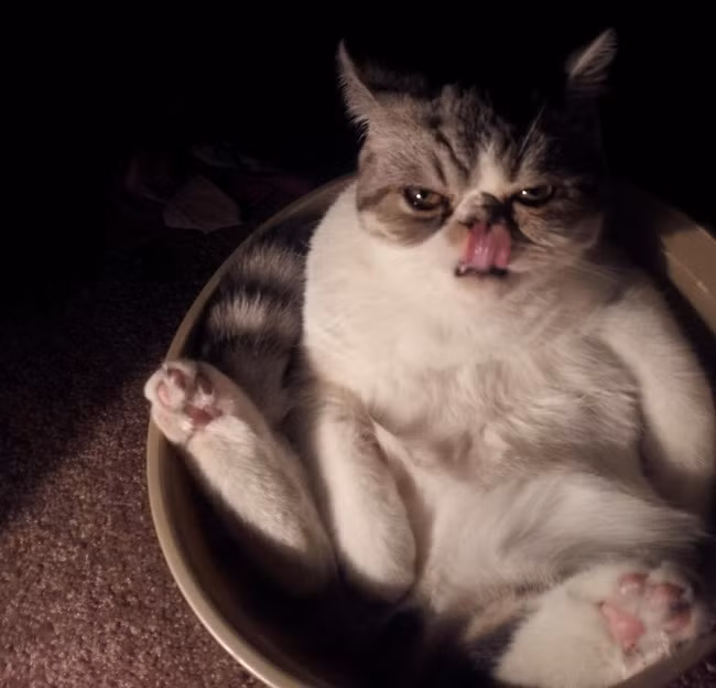 "Tôi chưa no đâu".