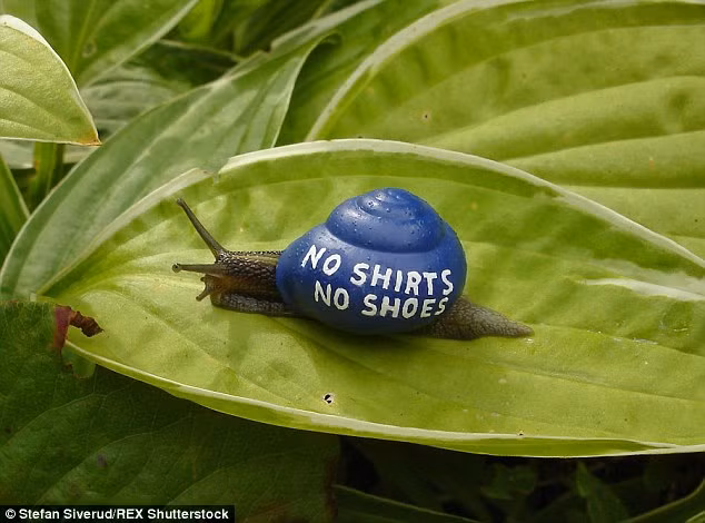 Stefan cho biết anh đã thay "quần áo" cho khoảng 70 con ốc sên trong khu vườn của mình.