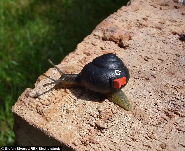 Mỗi một chiếc vỏ ốc sên là một "tác phẩm nghệ thuật" nhỏ xinh của Stefan, anh chăm chút cho chúng từng chi tiết. Tuy đơn giản nhưng để làm hoàn hảo là rất khó.