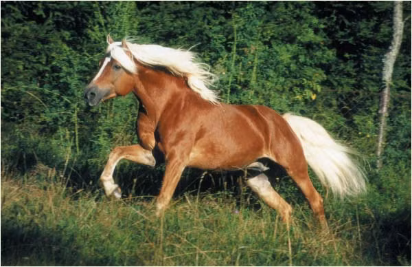 Ngựa Haflinger là một giống ngựa được nuôi nhiều tại Áo và miền bắc Italia. Giống ngựa này nổi tiếng với bộ lông nâu đỏ tuyệt đẹp kết hợp hài hòa với bờm và đuôi màu trắng. Trông nó chẳng khác nào một siêu sao điện ảnh trong vương quốc loài ngựa.