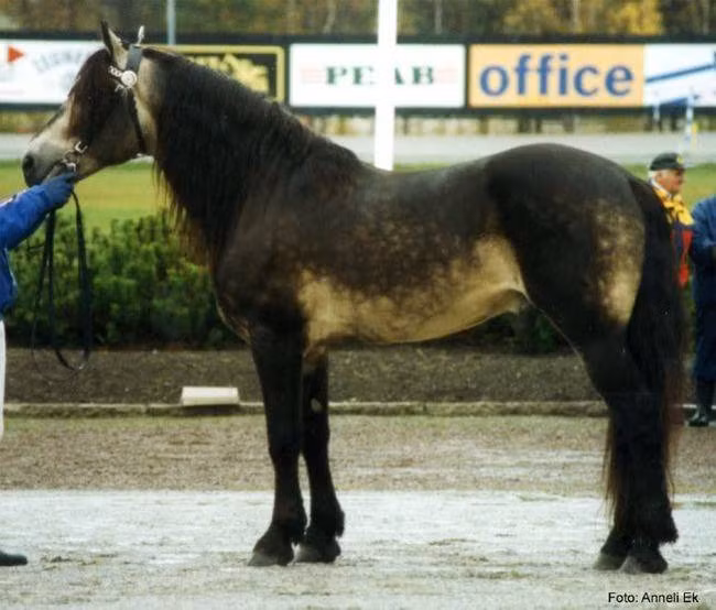 Con ngựa thuộc giống Buckskin này có một bộ lông độc đáo, cả mình đều nâu đen, chỉ có phần bụng màu vàng ngà khiến nó trông chẳng khác nào một cốc cà phê sữa đậm đặc.