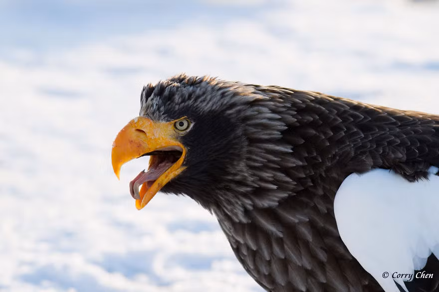 Đại bàng vai trắng (Steller’s Sea Eagle) sống chủ yếu ở vùng ven biển Bắc Á, là một loài chim săn mồi lớn và cũng là loài đại bàng lớn nhất thế giới hiện nay với trọng lượng trung bình từ 5 đến 9kg với sải cánh dài từ 1,95 đến 2,5 m. Khi trưởng thành thì hầu như loài đại bàng này không có kẻ thù nào có thể địch được những cú mổ tử thần chính xác và mạnh mẽ của nó.